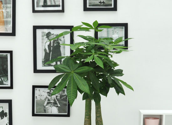 ������õ �������� - ���� ��Ű��A ���� �ɹ��