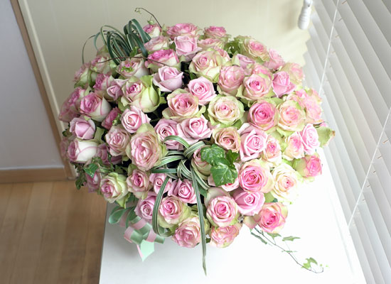 [￹] Rose & Royal pink  ɹ