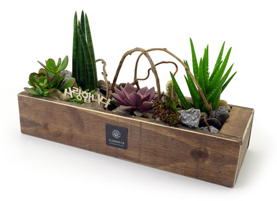 [] Office & Nature - Plant Box  ɹ