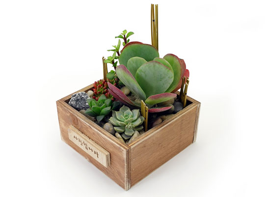 [] Office & Nature - Plant Garden  ɹ
