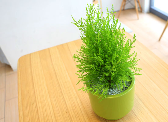[]Table deco. ׸ȭ  (*ȭ⺯)  ɹ