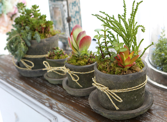 Succulent Plant (Ĺ) - Living Succulent  ɹ