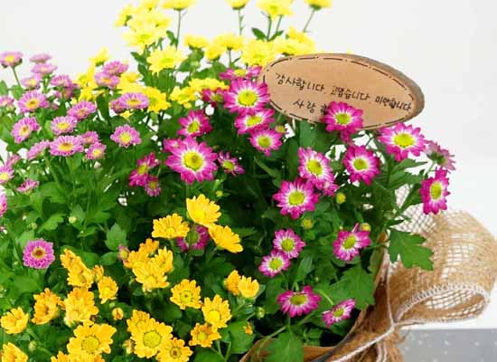[ȭĹ]Garden gift basket - This is really cool looking!(   ü)  ɹ
