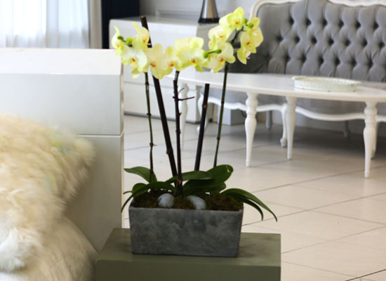 Living with flowers everyday - Newyork style Orchid   ɹ