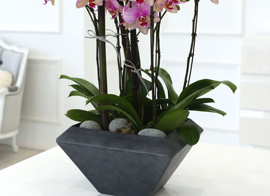 Living with flowers everyday - Newyork style Orchid ޸  ɹ