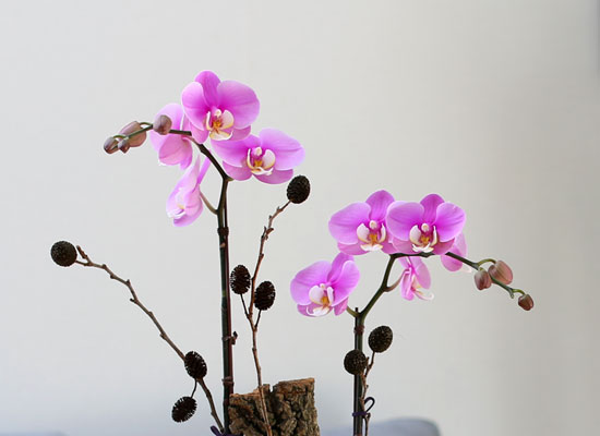 Decorating with Orchids() - ȫ ũȣ  ɹ