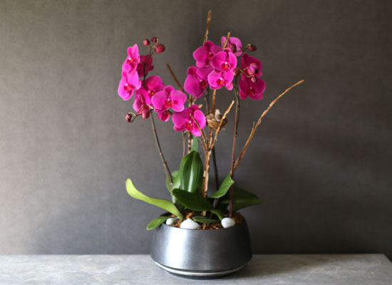 Decorating with Orchids() - õǰ ޽ ȭ⿡  ũȣ  ɹ