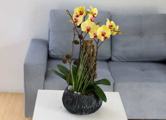 [Decorating with Orchids ] 彺Ÿ (ȭǰ)  ɹ