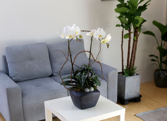 Decorating with Orchids() - Ĺ̰ ̴ ȭƮȣ  ɹ