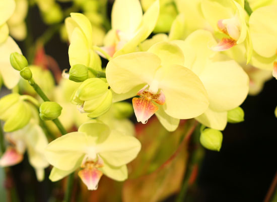 아름다움이 있는 공간 - 노랑호접란(*화기 단종으로 다른 화기로 대체됨) 꽃집 꽃배달