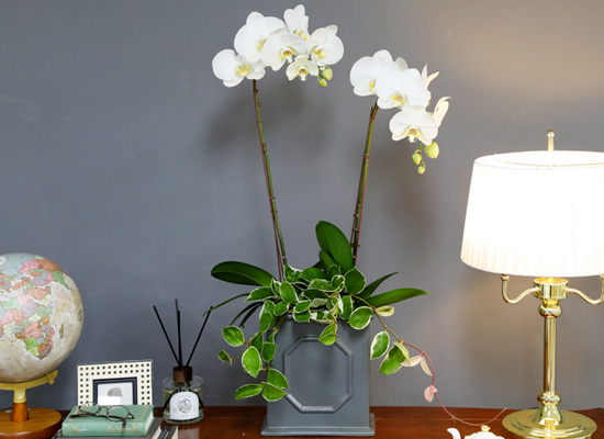 [/] White Elegant Orchid   Empire double ()  ɹ