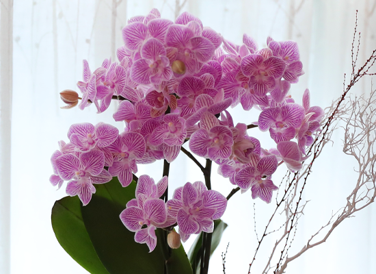 ��ũ�� ���� - ������ �� ���� �ɹ��