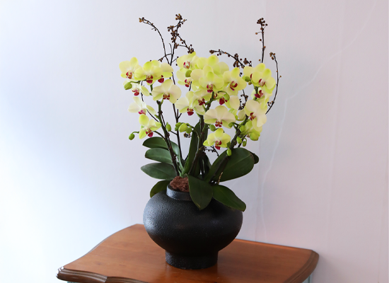 ��� �޻� �� �� - ������ �� ���� �ɹ��