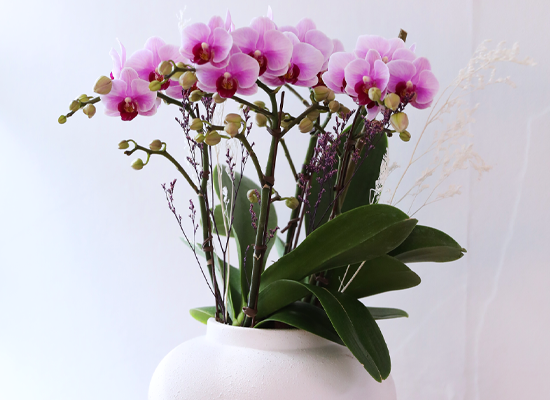 ��äȭ ���� ��ũ �޺� - ������ �� ���� �ɹ��