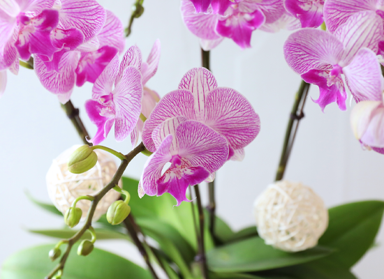 ��ƽ �� ��ũ - ������ �� ���� �ɹ��