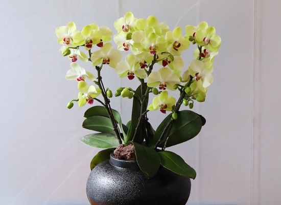 ��� �޺� ���� - ������ �� ���� �ɹ��