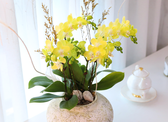 ����� ������ �� - ������ �� ���� �ɹ��