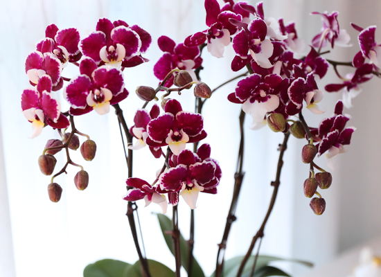 ���� ���� ���� - ������ �� ���� �ɹ��