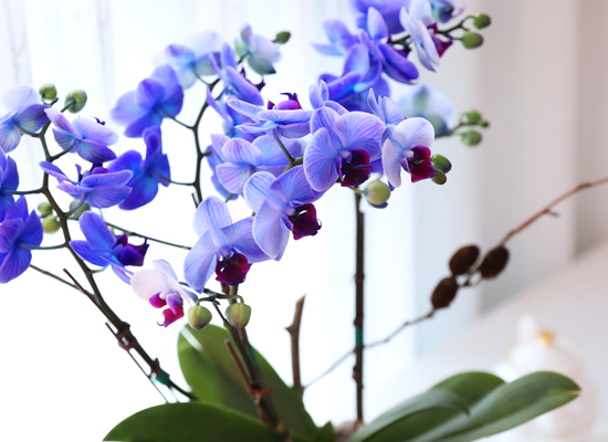 �޺� ������ �� - ������ �� ���� �ɹ��