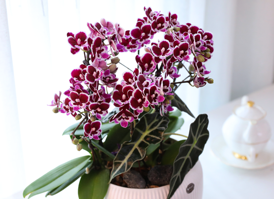 ������ �̽� - ������ �� ���� �ɹ��