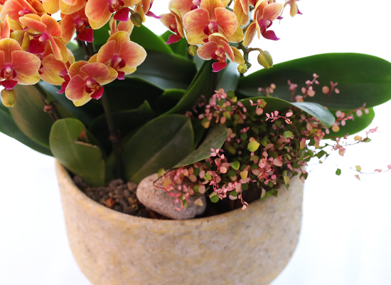 �¾��� �뷡 - ������ �� ���� �ɹ��