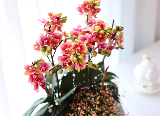 ��ȫ�� ��äȭ ���� - ������ �� ���� �ɹ��