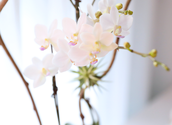 ������ �޹��� - ������ �� ���� �ɹ��