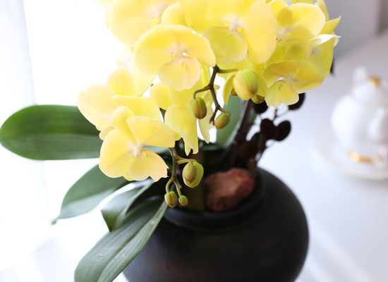 ���� �����ö��� - ������ �� ���� �ɹ��