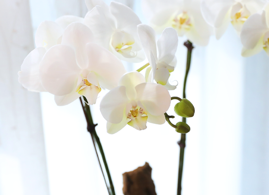 ������ �޺� - ������ �� ���� �ɹ��