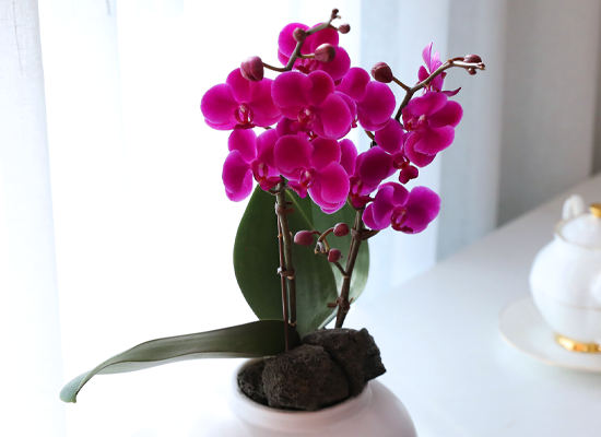 ��ȫ ���� �޺� - ������ �� ���� �ɹ��