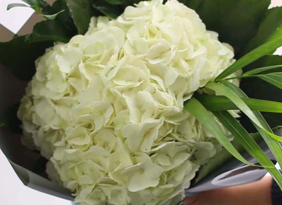 [�ù��ǰ]Fun florals by - �������� ���� �ɹ��