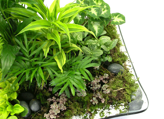 dish garden  ɹ