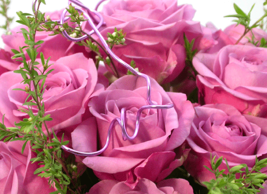 []The Rose - Lady purple  ɹ