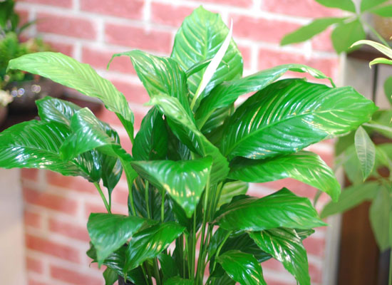 �ڶ�� ��̸� ������ ������... ���� �ɹ��