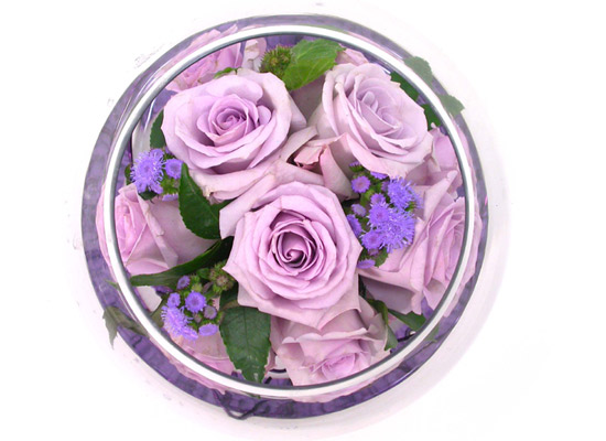 []Purple Mango  ɹ