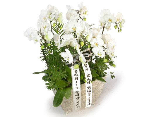 근조제단용 백색호접란(최고급) 꽃집 꽃배달