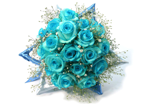 [ְα]Daisy Blue()  ɹ