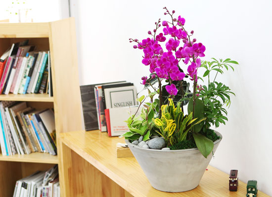 아름다움이 있는 공간 - 원형 화기의 만천홍 (중) 꽃집 꽃배달
