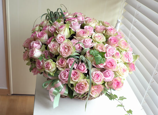 [￹] Rose & Royal pink  ɹ