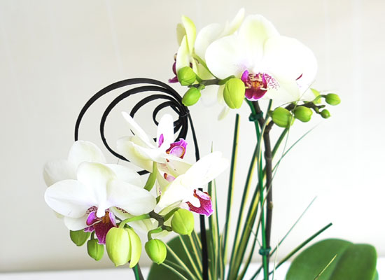 [���� ȣ����] �׸����� (��) ���� �ɹ��