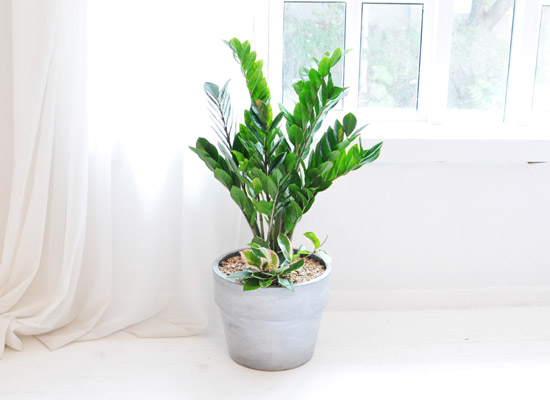 ������ ���� ���� -  ������ ���� �ɹ��