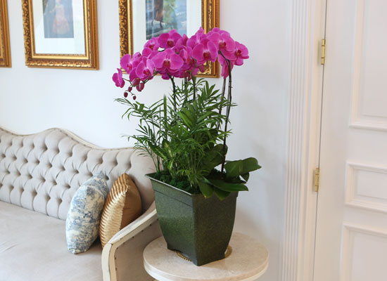 Office&Nature - 화려한 빛깔의 핑크호접란 (대) 꽃집 꽃배달