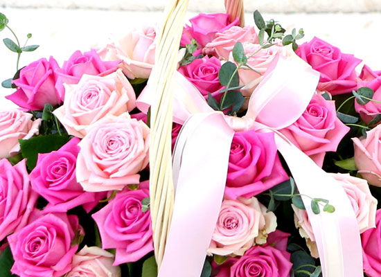  ͼ - Pink rose  ɹ
