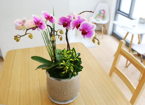 아름다움이 있는 공간-연핑크호접 (* 화기 변경될수 있음) 꽃집 꽃배달