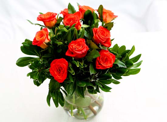 The Rose - [High quality] Only Orange rose (10)  ɹ