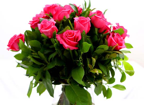 The Rose - [High quality] Only Pink rose (20)  ɹ