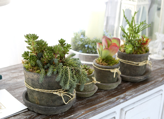 Succulent Plant (Ĺ) - Living Succulent  ɹ