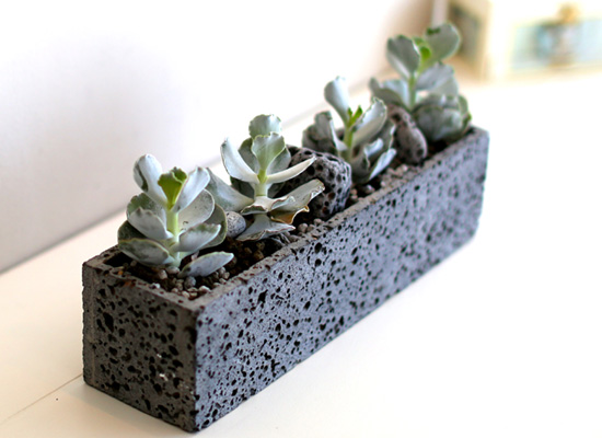 Succulent Plant (Ĺ) - Gray()  ɹ