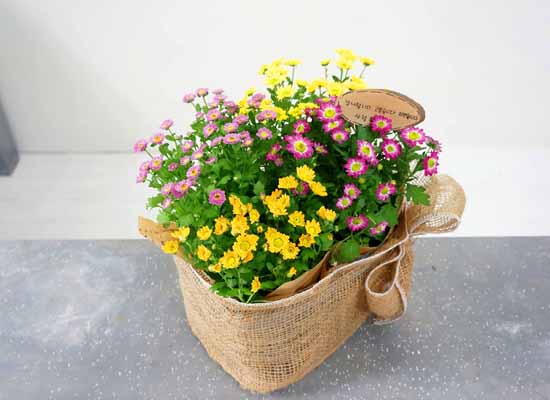 [ȭĹ]Garden gift basket - This is really cool looking!(   ü)  ɹ