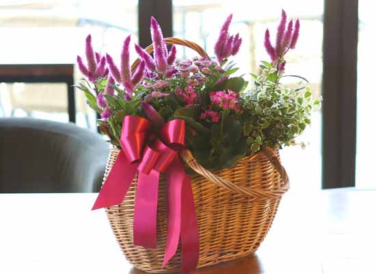 [ȭĹ]Garden gift basket - Can i do this in my apartment? Of course!!!- ü  ɹ